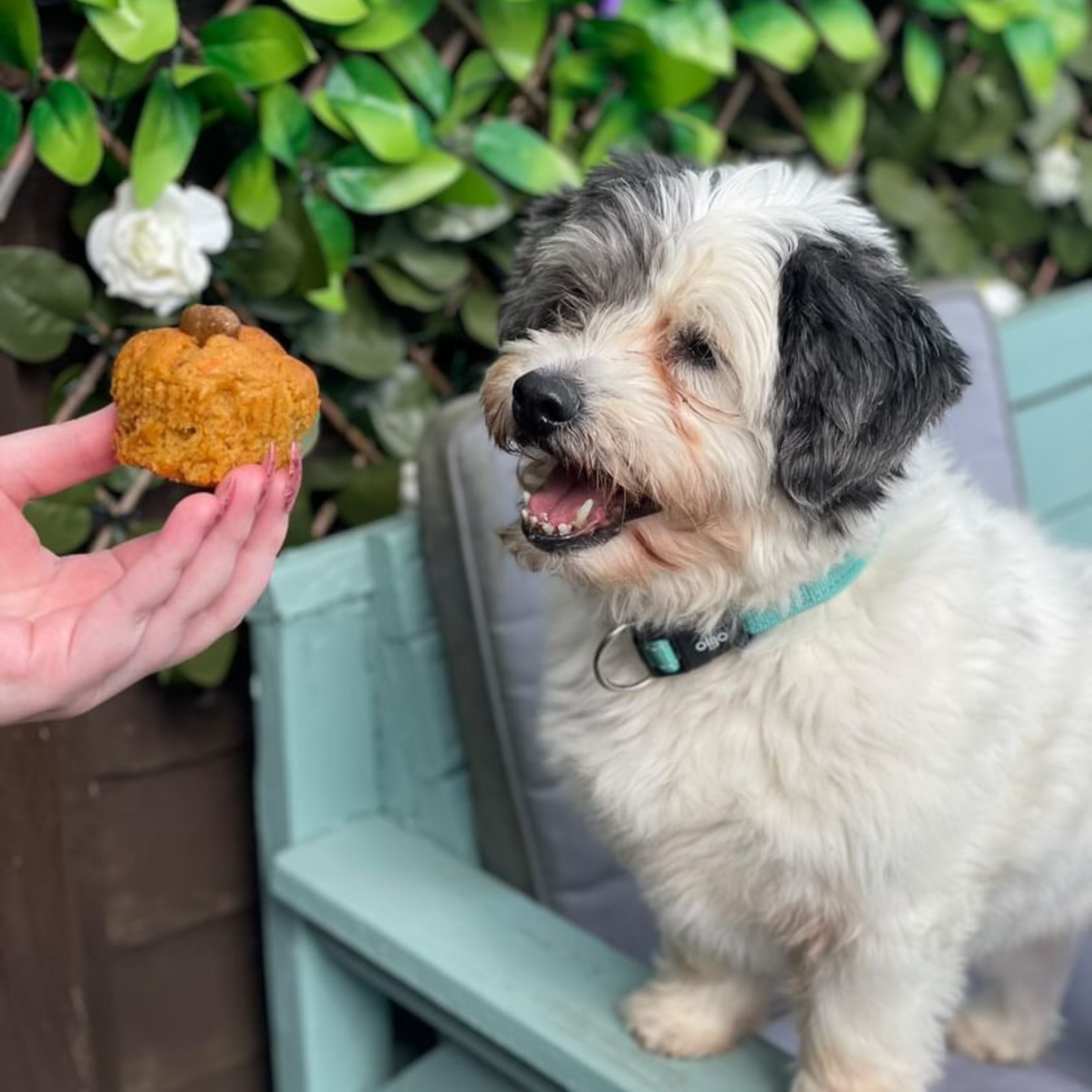 Pupcakes