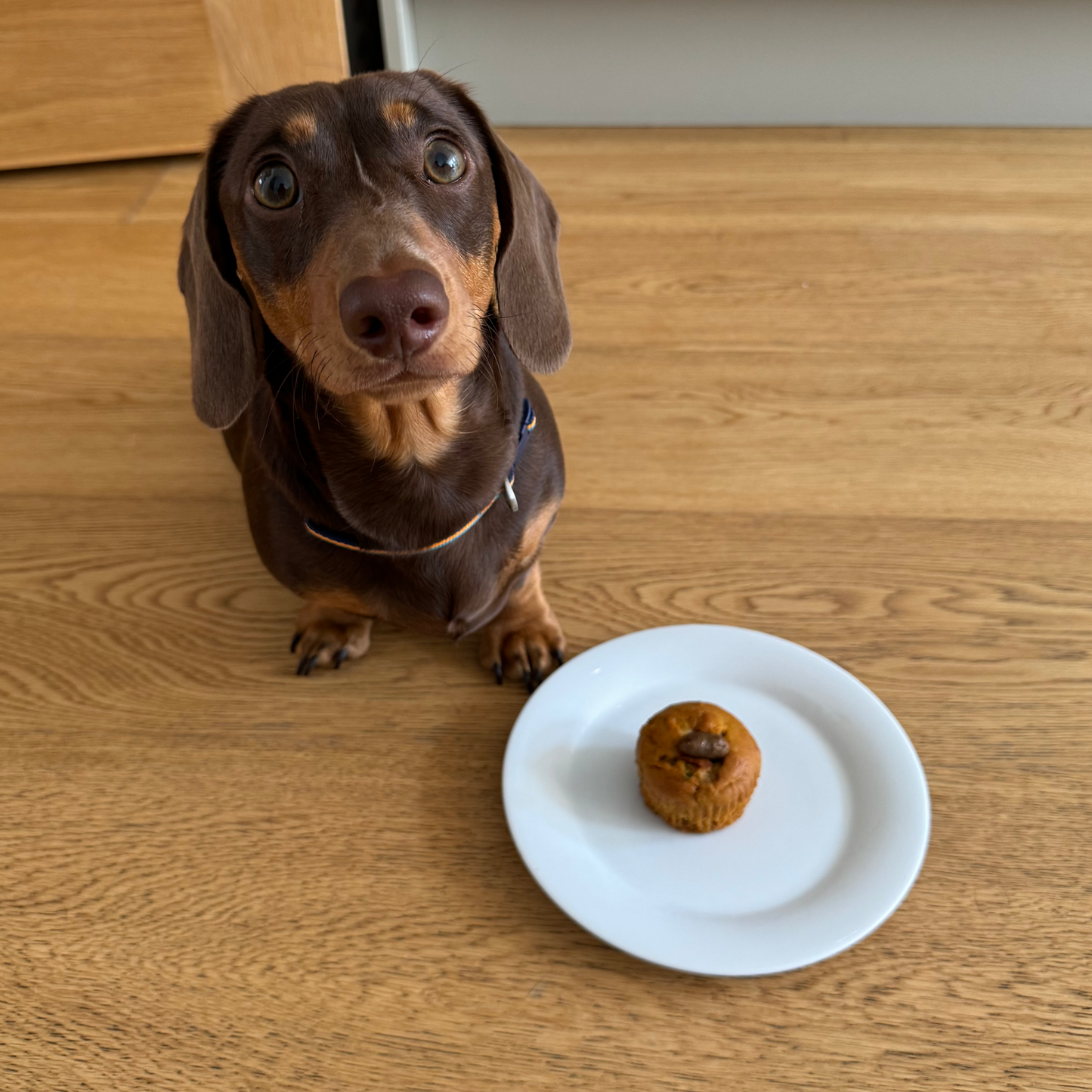 Pupcakes